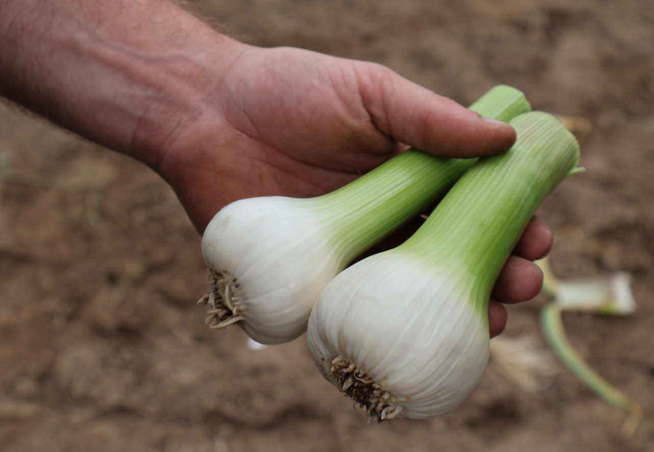 Knoflook in mei 2026-2